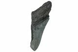 Partial Megalodon Tooth - Serrated Blade #248435-1